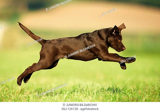 young Labrador Retriever  brown  - running on meadow