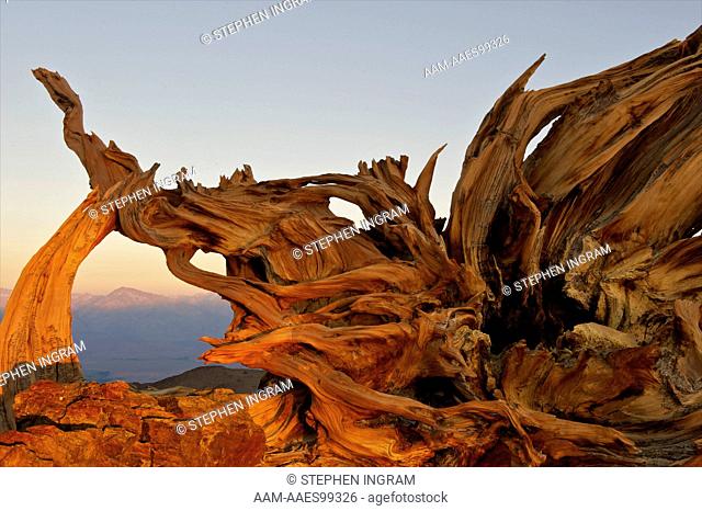 Weathered root mass of a bristlecone pine, Pinus longaeva, with Sierra Nevada in background, Ancient Bristlecone Pine Forest, Inyo Nat'l Forest, White Mountains