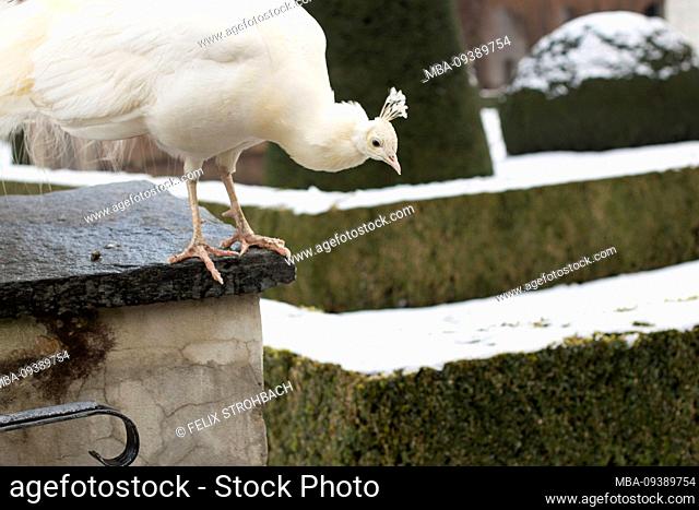 White peacock on a wall at the Amraß castle