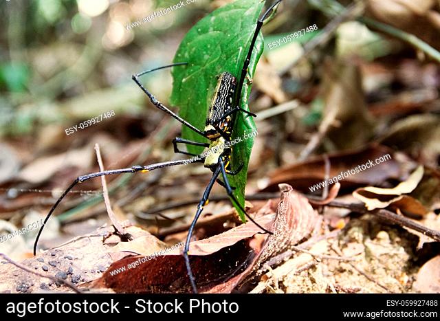 A large spider (probably Heteropoda genus) in rainforest a spider climbs. Thailand