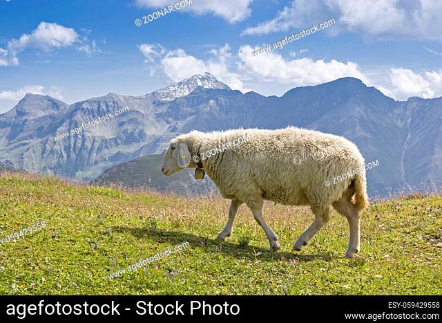 Unzählige Schafe verbringen den Sommer auf den saftigen Bergwiesen der Hohen Tauern