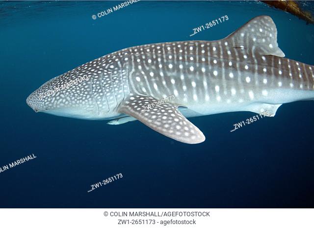 Whale Shark (Rhincodon typus) with Remoras, Cenderawasih (Bird of Paradise) Bay, West Papua, Indonesia