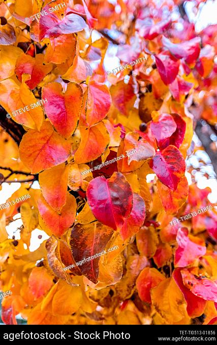 Close up of colorful autumn leaves on branch
