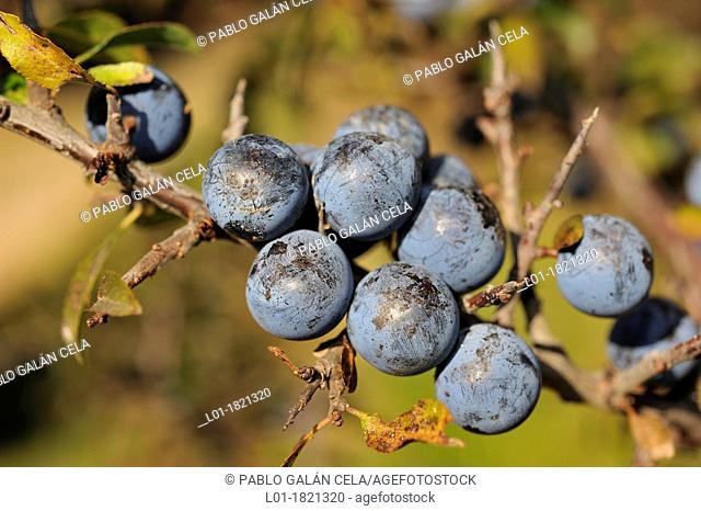 Fruits of Prunus spinosa