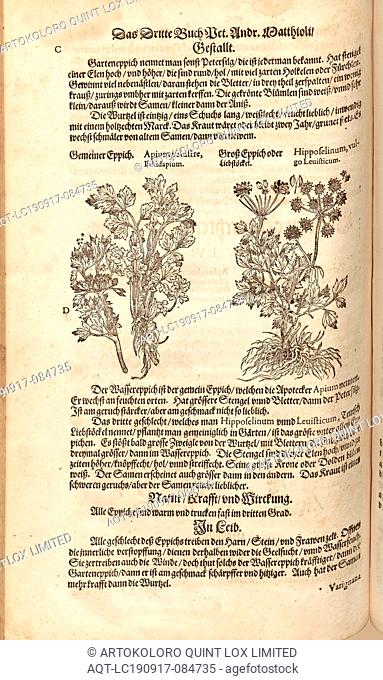 Pratense celery, Paludapium and hipposelinum, generally leuistica, Common Eppich and Gross Eppic or lovage, Fol. 266v, 1590, Pietro Andrea Mattioli