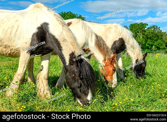 Irish cob horse in a pasture in spring