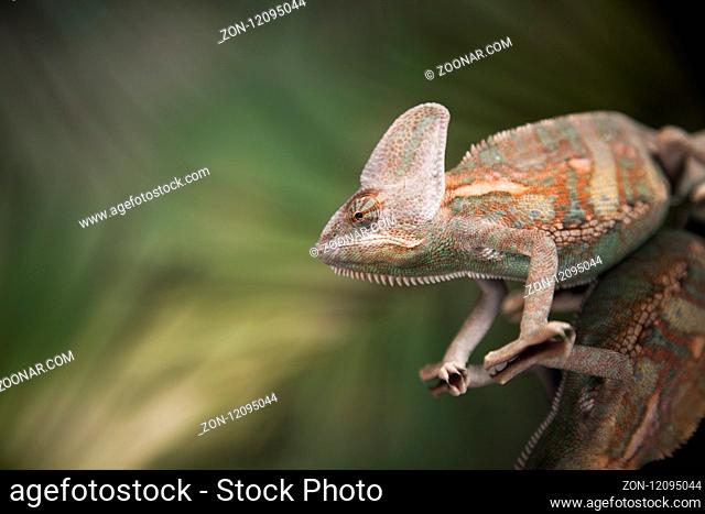 Chameleon, lizard on green background