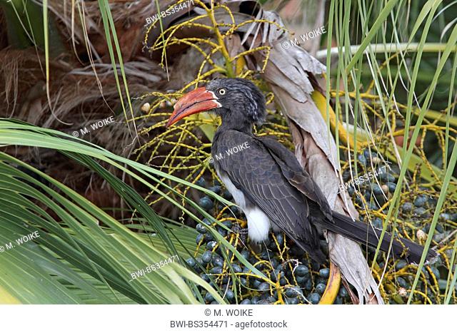 crowed hornbill (Tockus alboterminatus), female sitting in a bush an searching for food, South Africa, St. Lucia