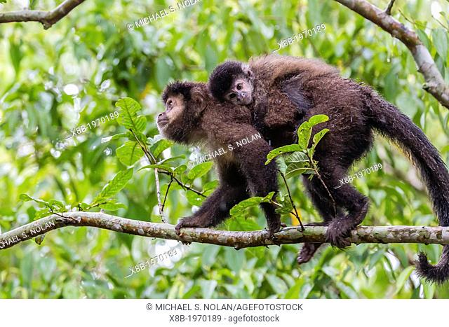 Adult brown capuchin Cebus apella mother and young in Iguazú Falls National Park, Misiones, Argentina, South America