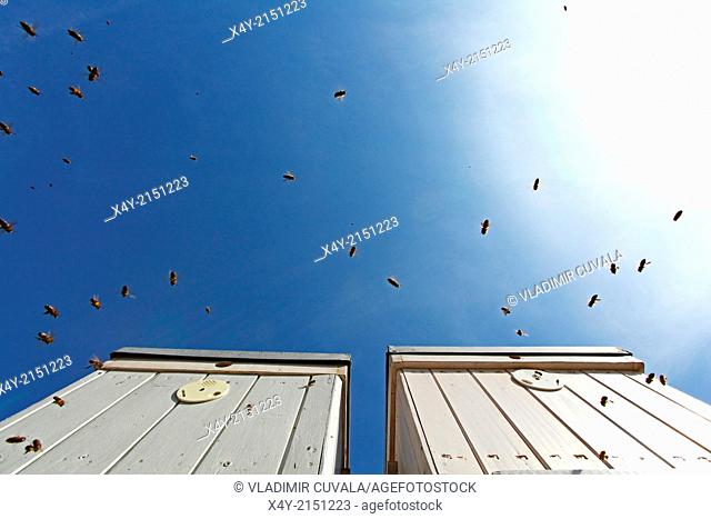 Flying Western honey bees (Apis mellifera) approaching the entrance of beehives. Location: Male Karpaty, Slovakia