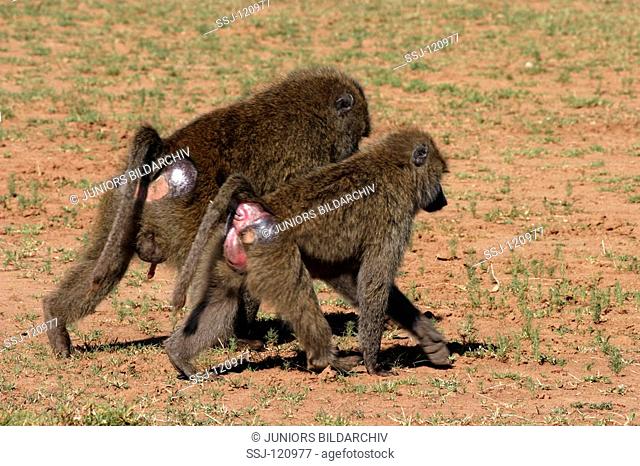 two olive baboons - walking lateral / Papio anubis