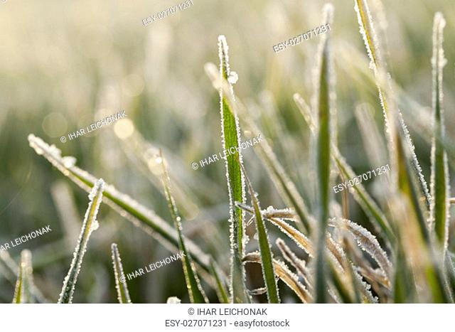 photographed close up young grass plants green wheat growing on agricultural field, agriculture, morning frost on leaves
