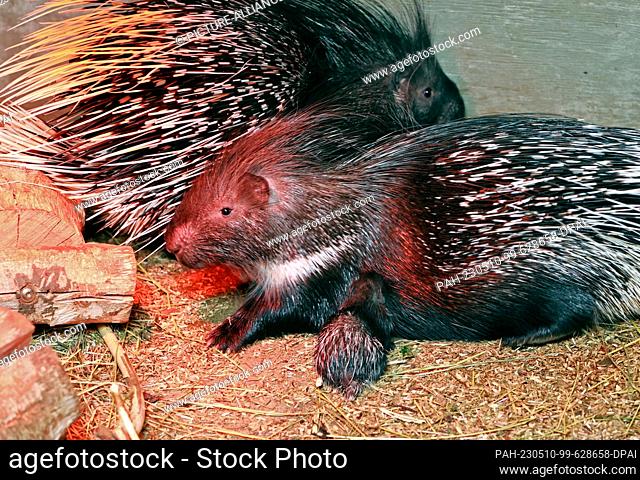 09 May 2023, Saxony-Anhalt, Thale: The nine-day-old porcupines are in their enclosure at Thale Zoo on Tuesday. They were born on April 30