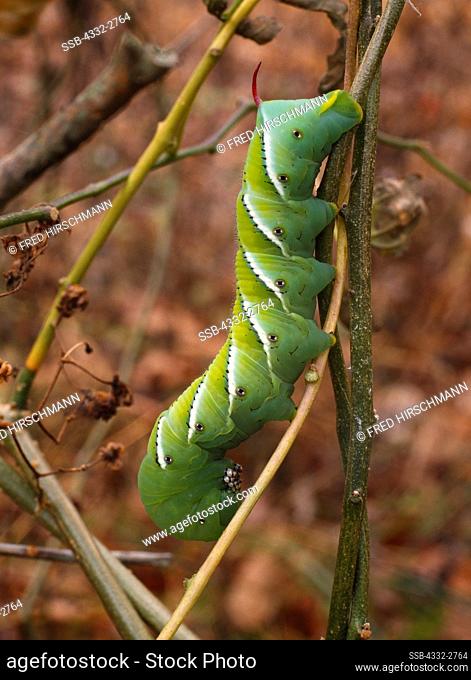 Large and showy Tobacco Hornworm, caterpillar of the Carolina Sphinx moth, Manduca sexta, Cedar Bog, a nature preserve near Urbana, Ohio