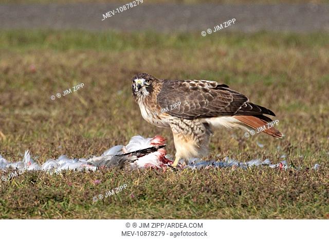 Red-tailed Hawk - adult bird eating a Herring Gull (Buteo jamaicensis). October - Southern CT - USA