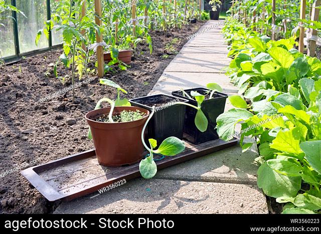 Young shoots of cucumbers are prepared for planting in a spring sunny greenhouse. For giving depth, a soft focus technique is used