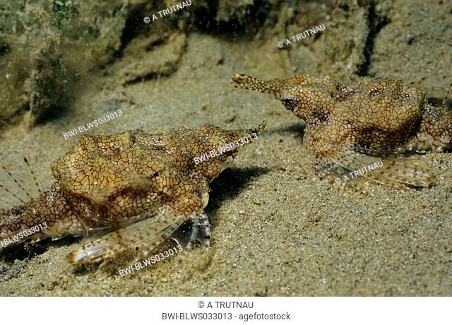 Short dragonfish, Dragon sea moth Eurypegasus draconis, couple on sea bottom, Egypt, Safaga