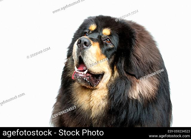 Closeup portrait of big beautiful Tibetan mastiff dog over white background. Isolated. Copy space