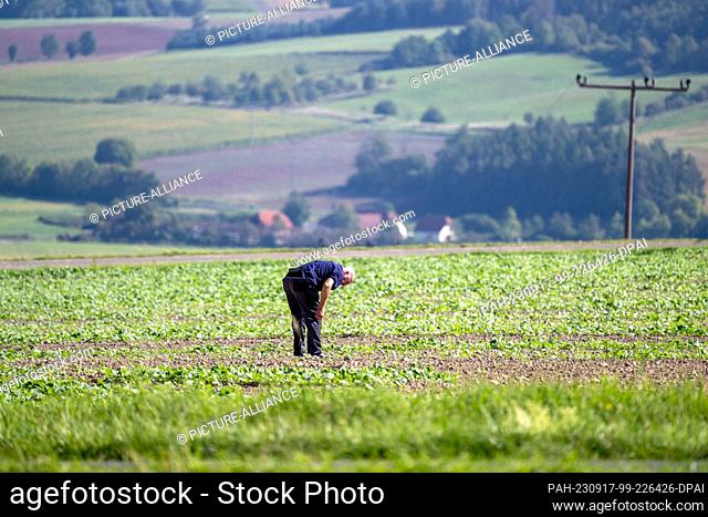 17 September 2023, Bavaria, Recheldorf: A farmer looks to see if the canola reseeding is coming up in his field. Rapeseed cultivation is in demand again
