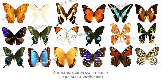 butterflies collection varied colorful butterfly rows isolated on white