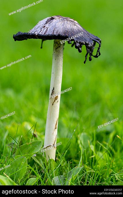 Shaggy Ink Cap (Coprinus comatus fungi) edible mushroom in a grass field in Cornwall, England, UK