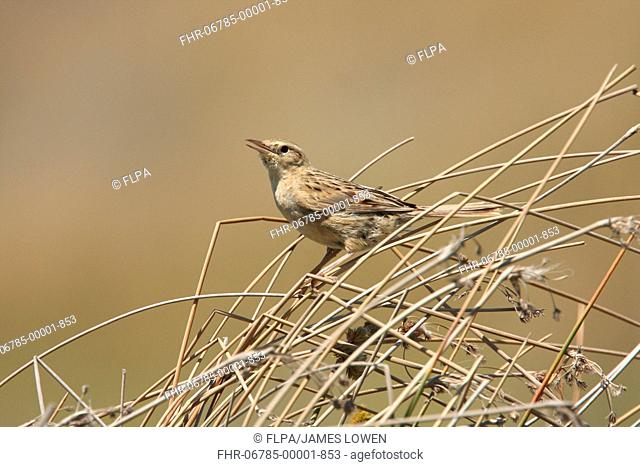 Hudsons Canastero Asthenes hudsoni adult, singing, perched on dry stems, Rincon del Cobo, Buenos Aires, Argentina, december
