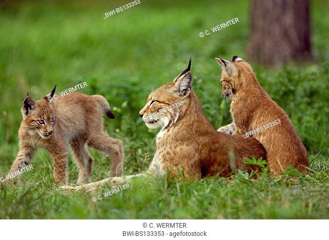 Eurasian lynx (Lynx lynx), adult with playing pups