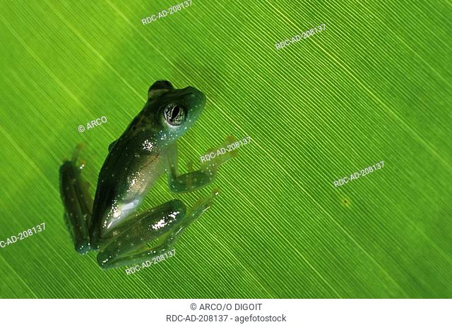 Grainy Cochran Frog, Nicaragua, Cochranella granulosa