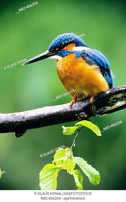 Kingfisher (Alcedo atthis) male at the hunt