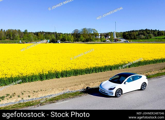 Car parked near blooming rapeseed field