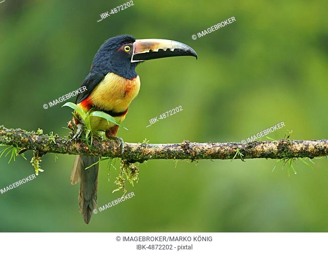 Collared aracari (Pteroglossus torquatus) sitting on branch, Costa Rica, Central America