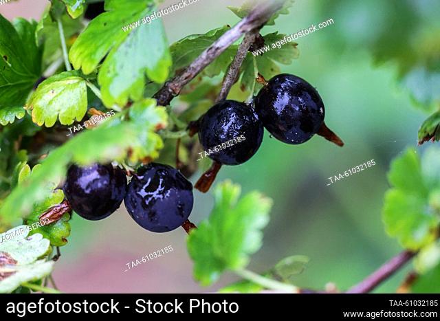 RUSSIA, MOSCOW REGION - AUGUST 12, 2023: A gooseberry bush. Vladimir Gerdo/TASS