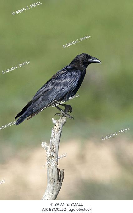 Adult Chihuahuan Raven (Corvus cryptoleucus) perched on a large twig in Brewster County, Texas, USA