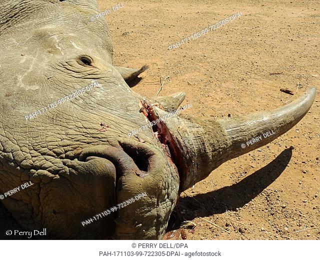 HANDOUT: The undated photo, provided by the Pilanesberg Wildlife Trust on 03 November 2017, shows a killed and partially disjointed rhinoceros in the...