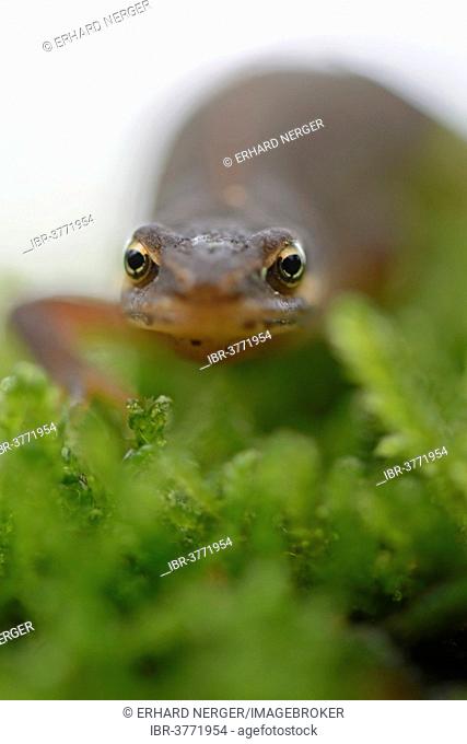 Smooth newt (Lissotriton vulgaris), Lower Saxony, Germany