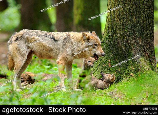 European grey wolf, Canis lupus lupus, Bavaria, Germany, Europe