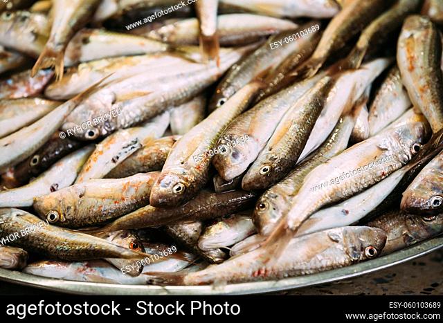 Fresh Mullus Fish On Display On Ice On Fishermen Market Store Shop. Seafood Fish Background. Top View. Mullus Is A Subtropical Marine Genus Of Perciform Fish Of...