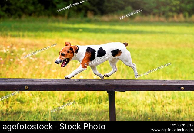 Small Jack Russell terrier dog running over tall wooden bridge ramp obstacle at agility training, blurred meadow in background