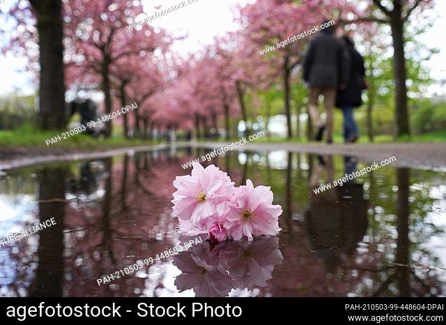 03 May 2021, Berlin: On the former Wall strip, the blossom of a Japanese ornamental cherry tree lies in a puddle of rain