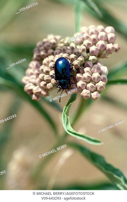 Milkwood Leaf Beetle om milkweed flower buds