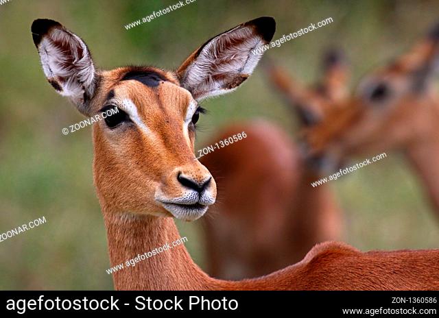 Impala, Schwarzfersenantilope, Antilope, Südafrika, South Africa, Aepyceros melampus ------------------------------ a wildlife document