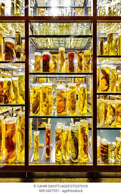 Animal specimens stored in jars of formaldehyde in the Berlin Natural  History Museum, Dorotheenstadt, Stock Photo, Picture And Rights Managed  Image. Pic. S09-3437331 | agefotostock