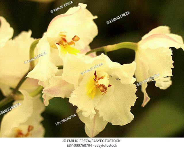 Orchid Odontoglossum sp