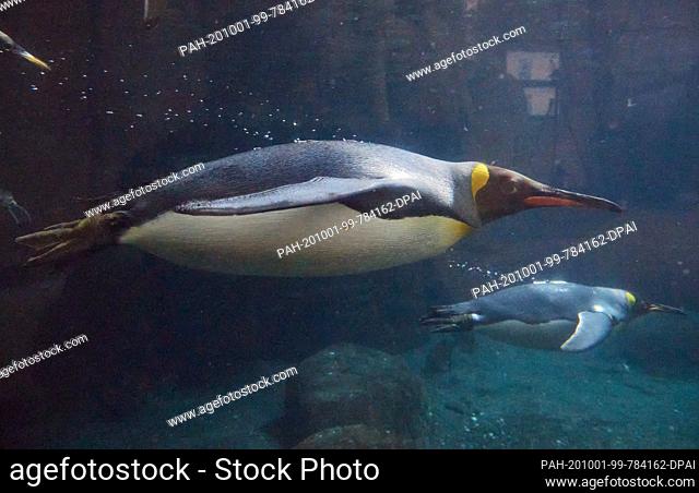 01 October 2020, Hamburg: Two king penguins swim during a press event in the Arctic Ocean at the Hagenbeck Zoo. The aviary and the Antarctic Penguin enclosure...