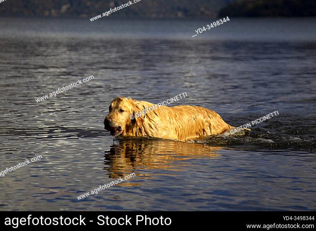 San Carlos of Bariloche, Rio Negro, Argentina. August 24 2018: Golden Retriever in the lake, Gutierrez Lake, Bariloche, Argentina