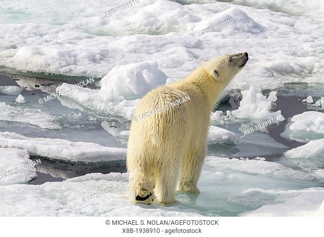 Adult polar bear (Ursus maritimus) on the ice in Bear Sound, Spitsbergen Island, Svalbard, Norway