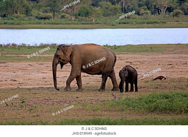 Sri Lankan Elephant, (Elephas maximus maximus), Asian Elephant, mother with young feeding, Yala Nationalpark, Sri Lanka, Asia