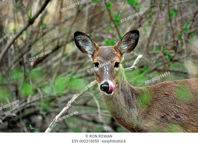 White-tailed Deer Odocoileus virginianus