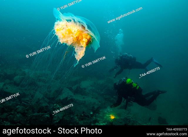 VLADIVOSTOK, RUSSIA - AUGUST 5, 2020: Scuba divers swim near a lion's mane jellyfish in the Peter the Great Gulf of the Sea of Japan