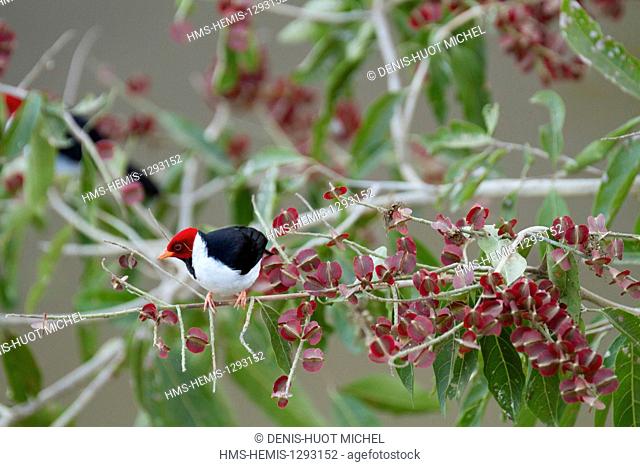 Brazil, Mato Grosso, Pantanal area, listed as World Heritage by UNESCO, Red-capped Cardinal (Paroaria gularis)